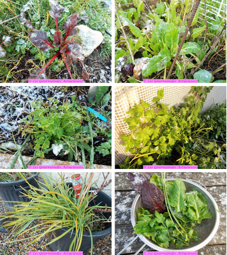 Courge farcie au riz et aux pois chiches (Vegan)