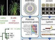 #Cell #agronomie #sécuritéalimentaire #domestication #génomique #riz #allotétraploïdie piste vers domestication novo sauvage allotétraploïde