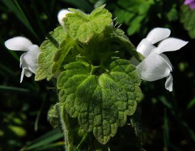 Lamier pourpre albiflore (Lamium purpureum)