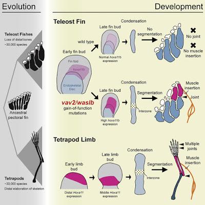 #Cell #poisson-zèbre #squelette Potentiel de développement latent de structures squelettiques similaires à un membre chez le poisson-zèbre