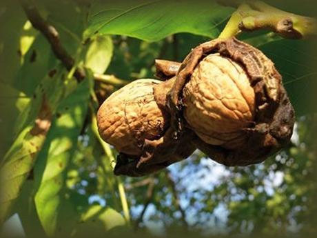 Divers - Le Noyer et ses fruits