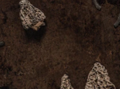 Xavier Dandoy Casabianca, Noms prénom Bernadette Engel-Roux