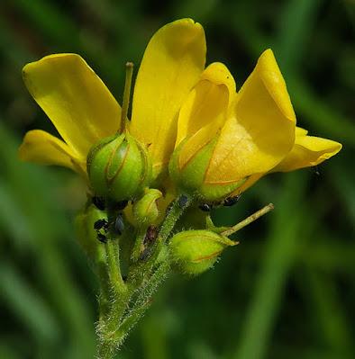 Lysimaque commune (Lysimachia vulgaris)