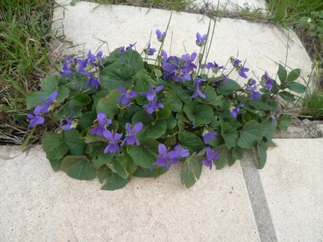 violette,violette des bois,vivace,jardin,jardinage,février,avril