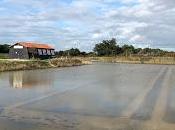 Salorge port Salines d'Oléron