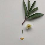 EXPO : Peinture Fraîche à Bruxelles accueille Valérie Barkowski et Franck Sarfati EXPO : Peinture Fraîche à Bruxelles accueille Valérie Barkowski et Franck Sarfati