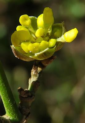 Cornouiller mâle (Cornus mas)