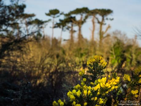 gros débit dans les ruisseaux #Bretagne #Finistère gros débit dans les ruisseaux #Bretagne #Finistère