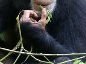 DISTANCIATION SOCIALE nombreux précédents chez l’animal
