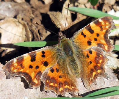 Robert le diable (Polygonia c-album)