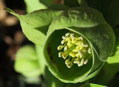Hellébore fétide (Helleborus foetidus)