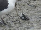 Céphalopode frais vase (recette goéland)