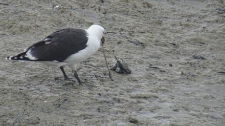 Céphalopode frais sur son lit de vase (recette de goéland)