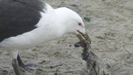 Céphalopode frais sur son lit de vase (recette de goéland)