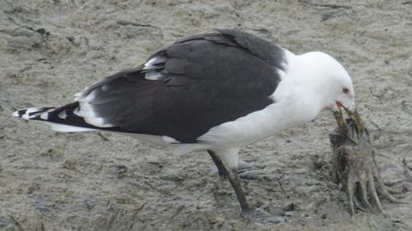 Céphalopode frais sur son lit de vase (recette de goéland)