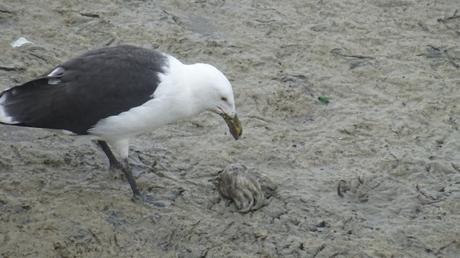 Céphalopode frais sur son lit de vase (recette de goéland)