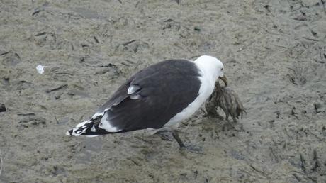 Céphalopode frais sur son lit de vase (recette de goéland)