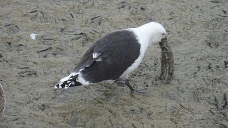 Céphalopode frais sur son lit de vase (recette de goéland)