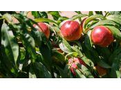 Département mobilisé pour qualité alimentaire partout tous Haute-Garonne