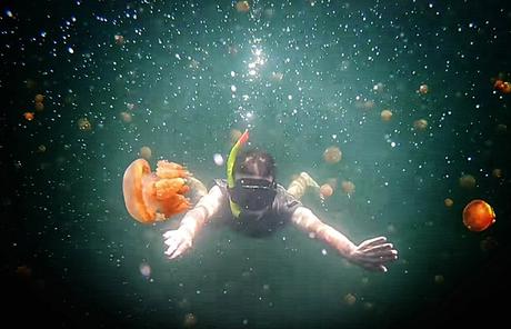 Oui, ce sont des méduses !