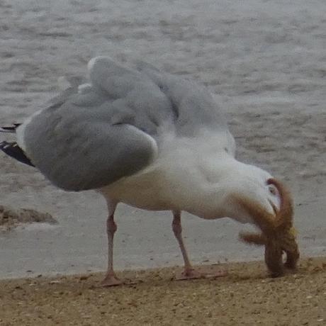 Un échinoderme en dessert ?