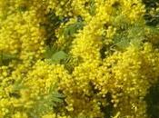 mimosa n’était fête