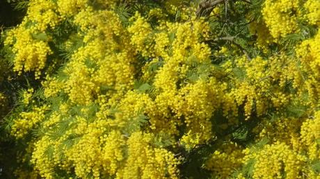 Le mimosa n’était pas à la fête