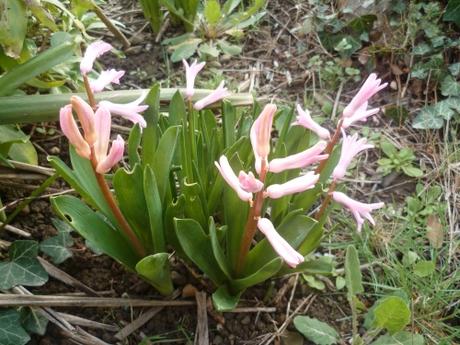 fleurs,plantes,jardin,jardinage,février,primevère,iris,jacinthe,romarin pervenche coronille