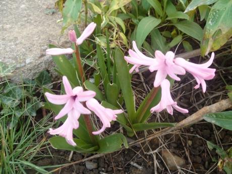 fleurs,plantes,jardin,jardinage,février,primevère,iris,jacinthe,romarin pervenche coronille