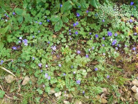 fleurs,plantes,jardin,jardinage,février,primevère,iris,jacinthe,romarin pervenche coronille