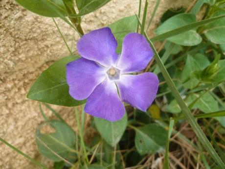 fleurs,plantes,jardin,jardinage,février,primevère,iris,jacinthe,romarin pervenche coronille