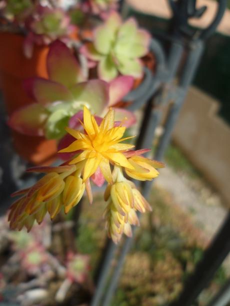 fleurs,plantes,jardin,jardinage,février,primevère,iris,jacinthe,romarin pervenche coronille