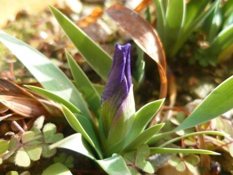 fleurs,plantes,jardin,jardinage,février,primevère,iris,jacinthe,romarin pervenche coronille