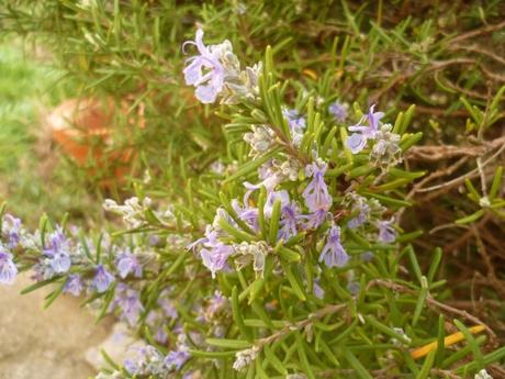 fleurs,plantes,jardin,jardinage,février,primevère,iris,jacinthe,romarin pervenche coronille