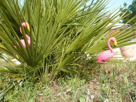 fleurs,plantes,jardin,jardinage,février,primevère,iris,jacinthe,romarin pervenche coronille