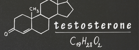 testostérone et musculation