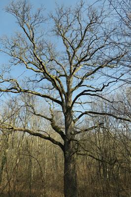 Chêne pédonculé (Quercus robur)