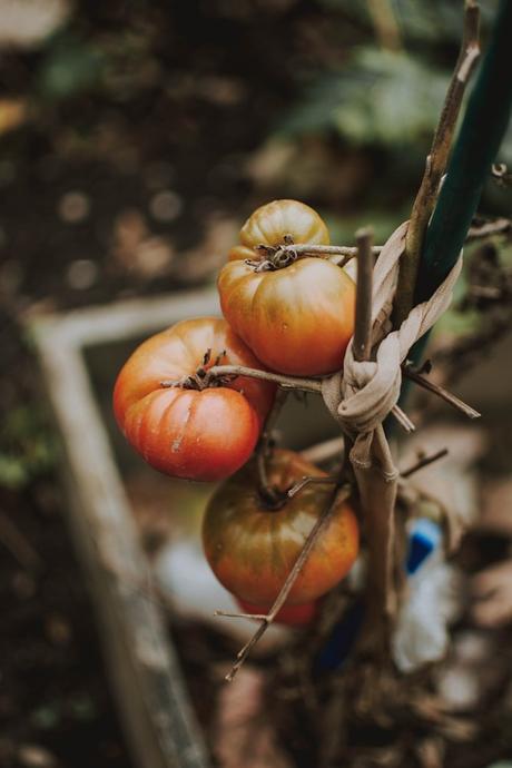 semer graines tomates sous serre abris - blog déco - clematc