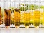 FRUCTOSE Trop c’est trop aussi pour système immunitaire