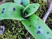 Orchis mâle (Orchis mascula)