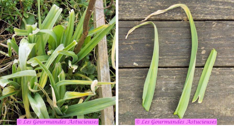 Galettes à la courge et au boulgour (Vegan) Galettes à la courge et au boulgour (Vegan)