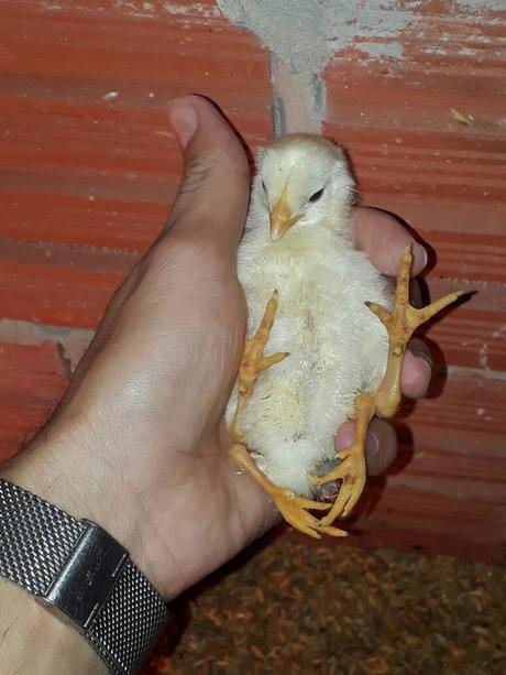 La polymélie (malformation produisant l'apparition de membres supplémentaires, du grec poly, plusieurs et mélos membre) chez les poulets, donne des poussins pourvu de 4 pattes et des ailes. La polymélie (malformation produisant l'apparition de membres supplémentaires, du grec poly, plusieurs et mélos membre) chez les poulets, donne des poussins pourvu de 4 pattes et des ailes.