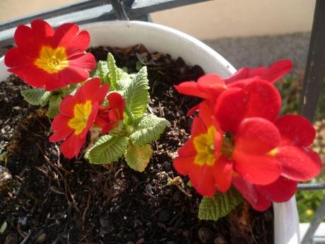 fleurs,iris,primevères,jardin,jardinage