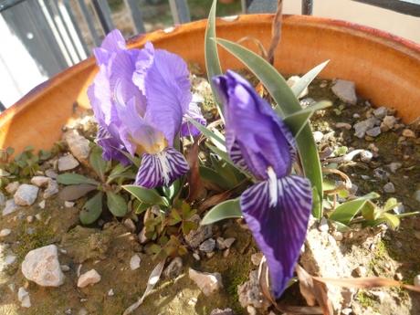 fleurs,iris,primevères,jardin,jardinage