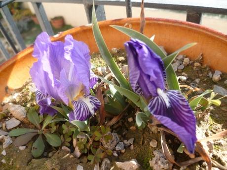 fleurs,iris,primevères,jardin,jardinage
