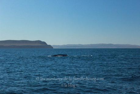 Quelques jours à Santa Barbara + Whale Watching Tour
