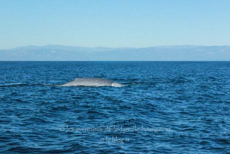 Quelques jours à Santa Barbara + Whale Watching Tour