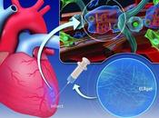 CRISE CARDIAQUE injection d’hydrogel pourrait changer