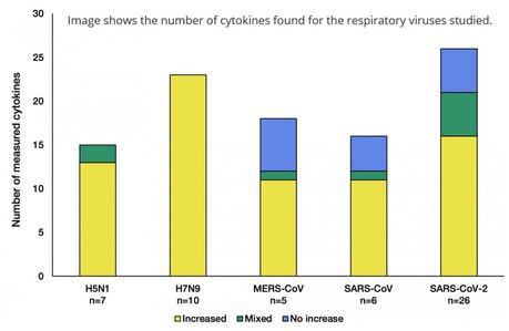 Ce schéma montre le nombre de cytokines trouvées pour les virus respiratoires étudiés (schéma Earlham Institute)
