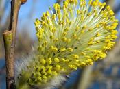 Saule marsault (Salix caprea)